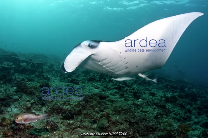 : Giant Manta Ray : Giant Manta Ray