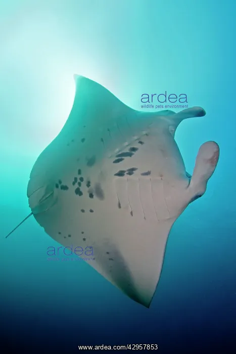: Giant Manta Ray : Giant Manta Ray