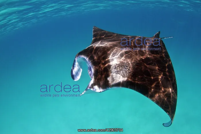 : Giant Manta Ray : Giant Manta Ray