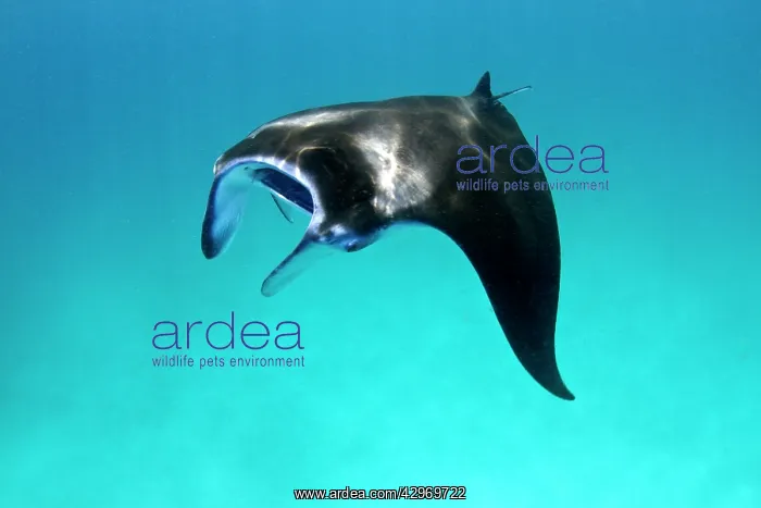 : Giant Manta Ray : Giant Manta Ray