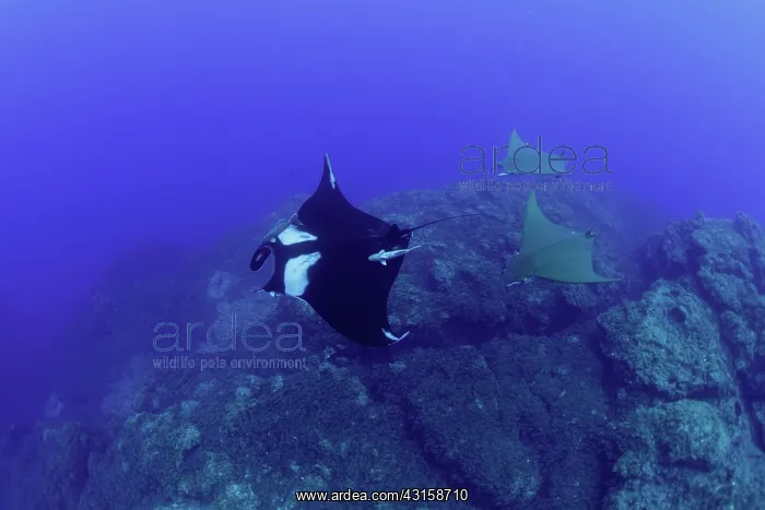 : Giant Manta Ray, Manta birostris and two Chilean : Giant Manta Ray, Manta birostris and two Chilean