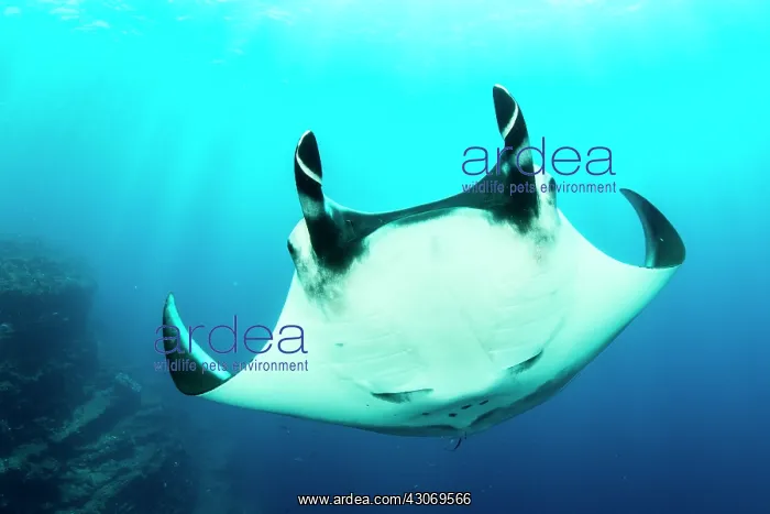 : Giant Manta Ray, Manta birostris, El Boiler dive : Giant Manta Ray, Manta birostris, El Boiler dive
