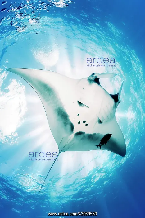  : Giant Manta Ray, Manta birostris, El Boiler dive