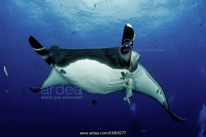 : Giant Manta Ray, Manta birostris, San Benedicto : Giant Manta Ray, Manta birostris, San Benedicto