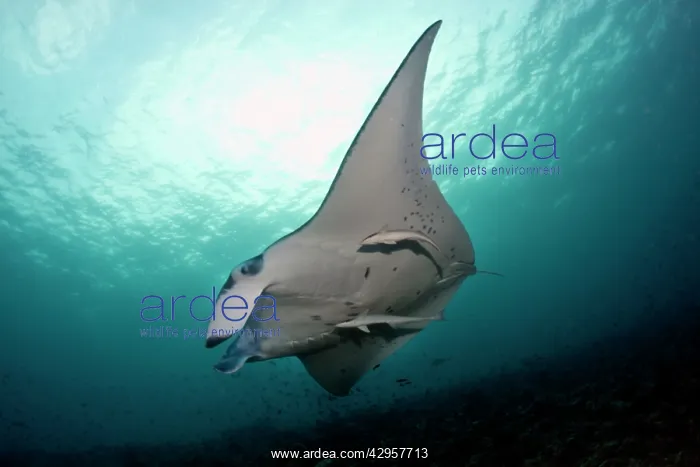 : Giant Manta Ray - with Remora Fish (Remora remora) : Giant Manta Ray - with Remora Fish (Remora remora)