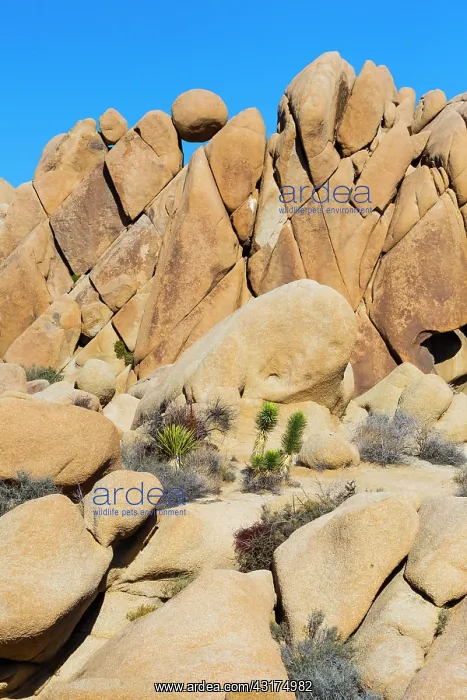 : Giant Marbles, Joshua Tree National Park, California : Giant Marbles, Joshua Tree National Park, California