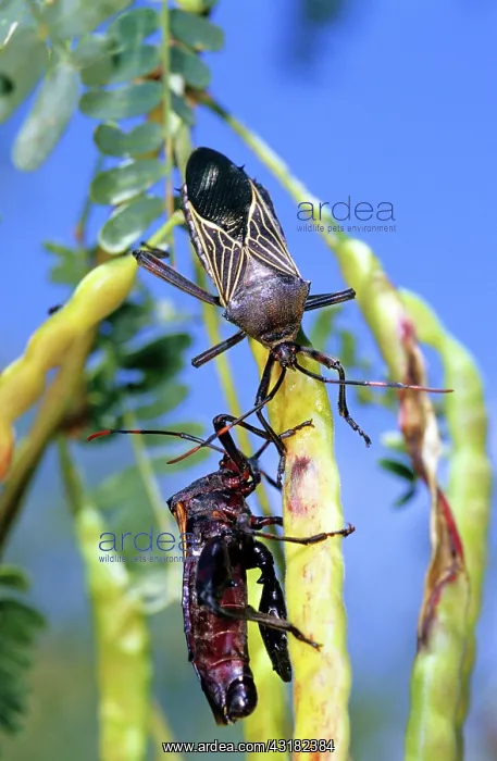 : Giant Mesquite Bugs : Giant Mesquite Bugs
