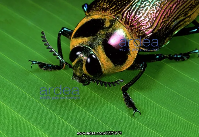 : Giant Metallic Ceiba Borer Beetle - close-up of : Giant Metallic Ceiba Borer Beetle - close-up of