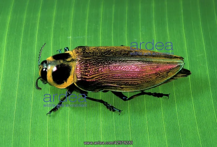 : Giant Metallic Ceiba Borer Beetle - on a leaf : Giant Metallic Ceiba Borer Beetle - on a leaf