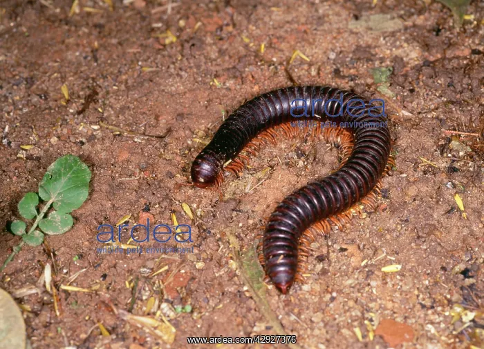 : Giant Millipede : Giant Millipede
