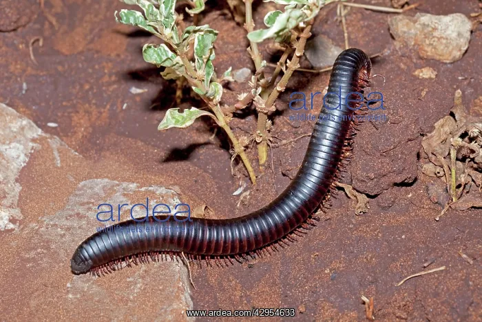 : Giant Millipede / Chongololo : Giant Millipede / Chongololo