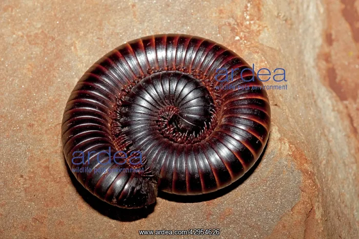 : Giant Millipede - coiled in defensive position : Giant Millipede - coiled in defensive position
