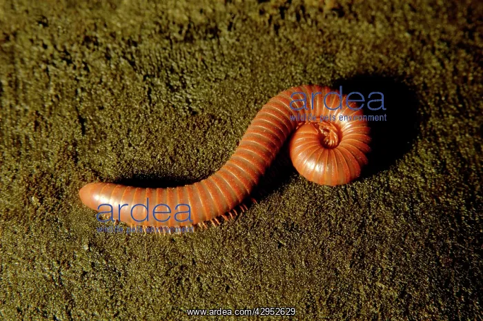 : Giant millipede (unidentified), - on rain-forest : Giant millipede (unidentified), - on rain-forest