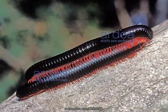 : Two Giant Millipedes : Two Giant Millipedes