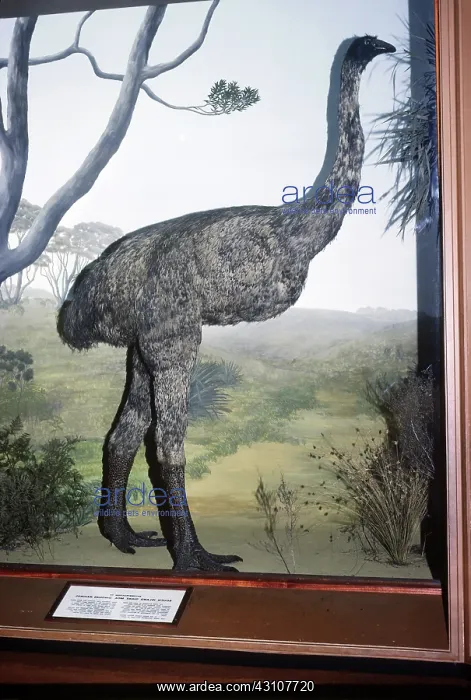 : Giant Moa from South Island, New Zealand : Giant Moa from South Island, New Zealand