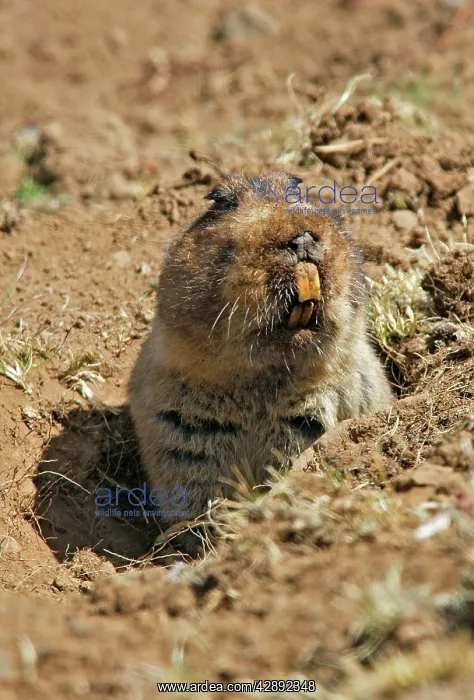  : Giant Mole-rat
