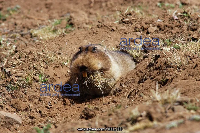 : Giant Mole-rat : Giant Mole-rat