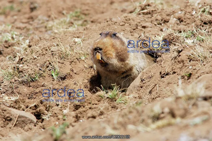 : Giant Mole-rat : Giant Mole-rat