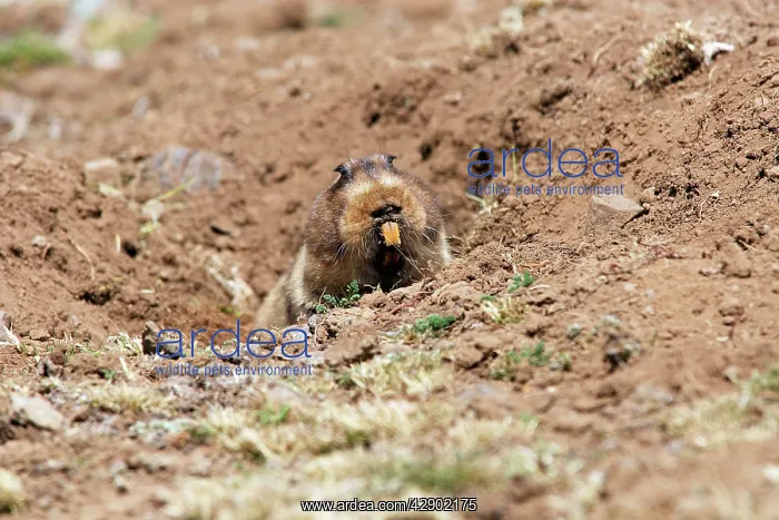 : Giant Mole-rat : Giant Mole-rat