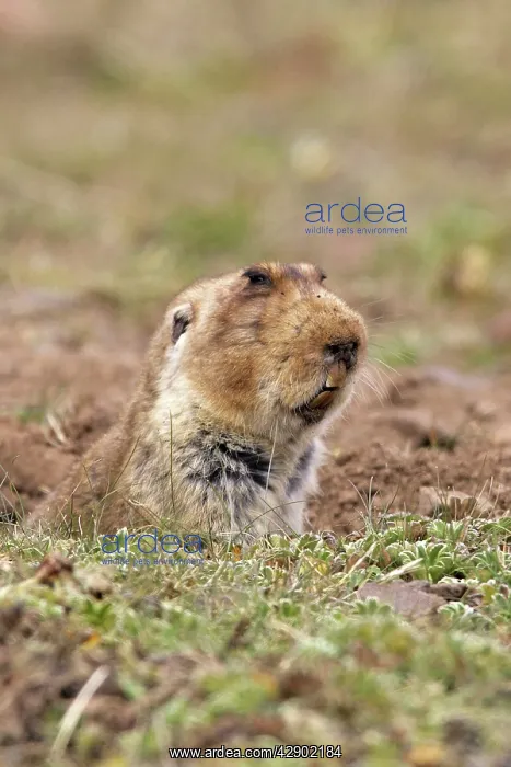 : Giant Mole-rat : Giant Mole-rat