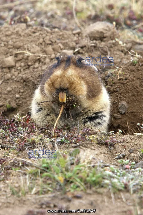 : Giant Mole-rat : Giant Mole-rat