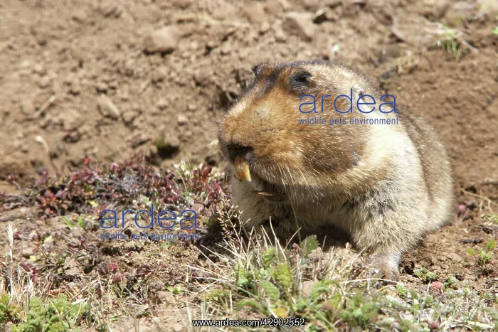 : Giant Mole-rat : Giant Mole-rat