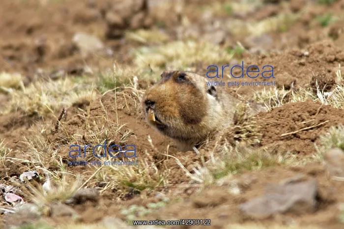 : Giant Mole-rat : Giant Mole-rat