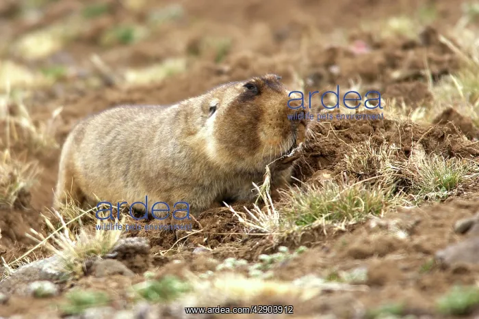 : Giant Mole-rat : Giant Mole-rat