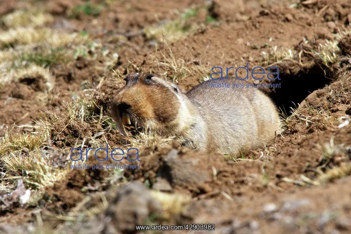 : Giant Mole-rat : Giant Mole-rat
