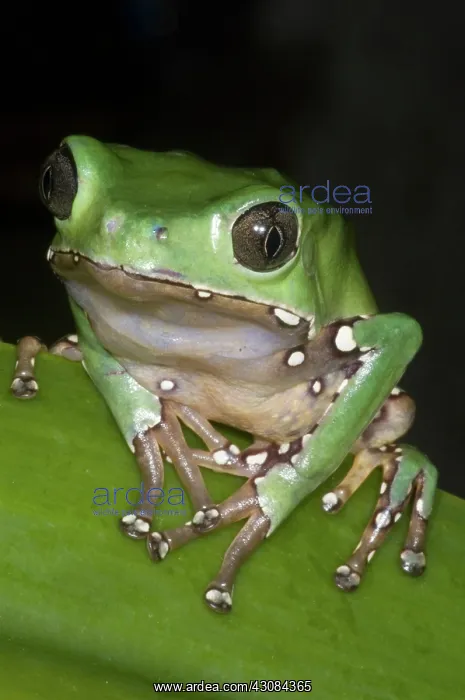  : Giant Monkey Frog
