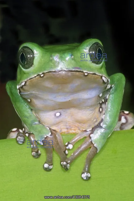 : Giant Monkey Frog : Giant Monkey Frog