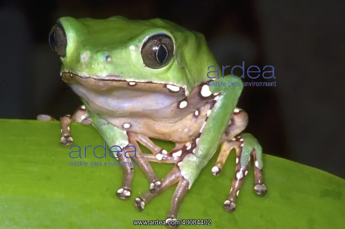 : Giant Monkey Frog : Giant Monkey Frog