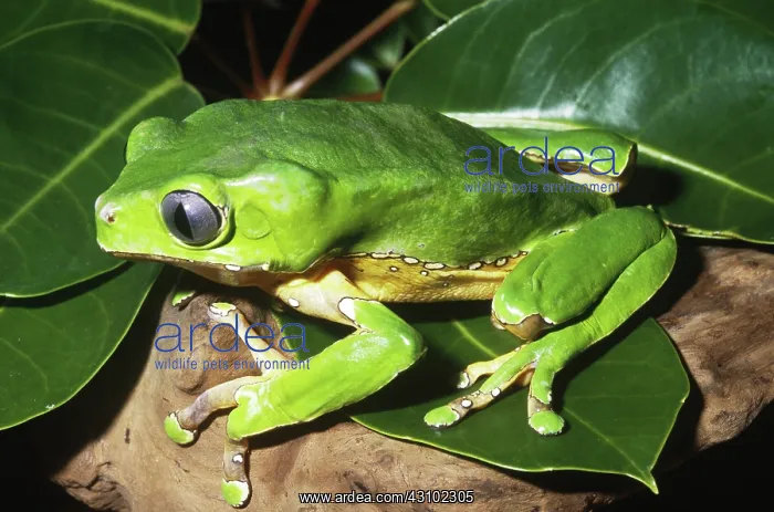 : Giant Monkey Frog (Phyllomedusa bicolor) : Giant Monkey Frog (Phyllomedusa bicolor)