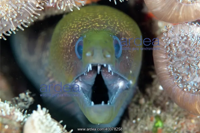 : Giant Moray Eel : Giant Moray Eel