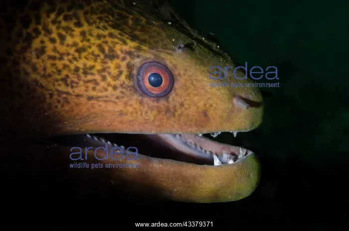 : Giant Moray Eel : Giant Moray Eel