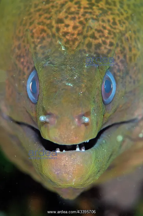 : Giant Moray Eel : Giant Moray Eel