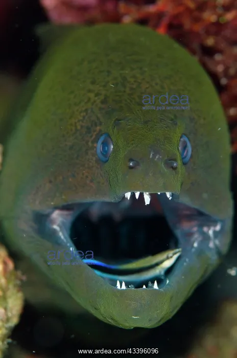 : Giant Moray Eel : Giant Moray Eel