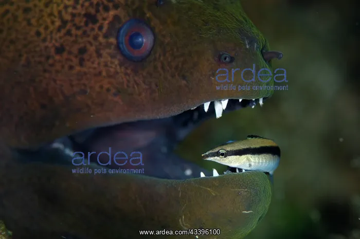 : Giant Moray Eel : Giant Moray Eel