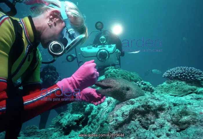 : Giant Moray Eel - called Harry, and Valerie Taylor : Giant Moray Eel - called Harry, and Valerie Taylor