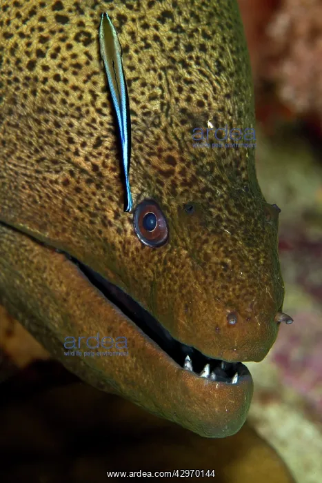 : Giant Moray Eel - being cleaned by a Cleaner Wrasse : Giant Moray Eel - being cleaned by a Cleaner Wrasse