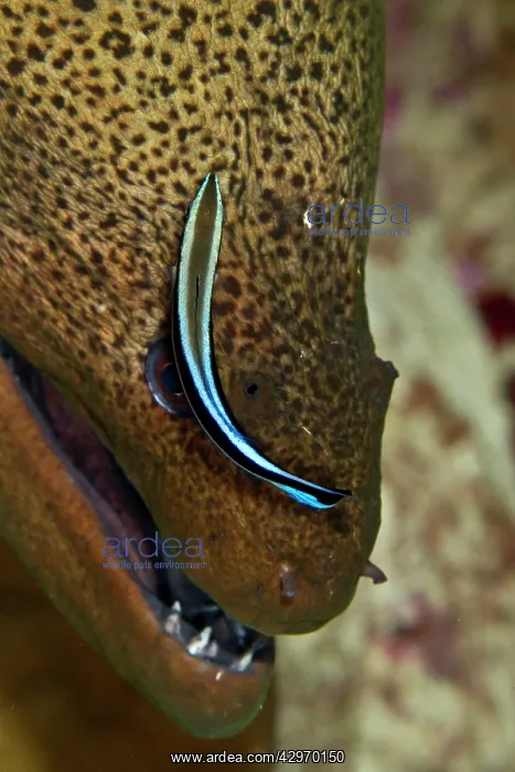 : Giant Moray eel - being cleaned by a Cleaner Wrasse : Giant Moray eel - being cleaned by a Cleaner Wrasse