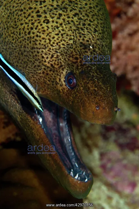 : Giant Moray eel - being cleaned by a Cleaner Wrasse : Giant Moray eel - being cleaned by a Cleaner Wrasse