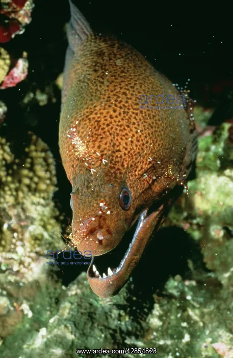 : Giant Moray Eel - Being cleaned by shrimps : Giant Moray Eel - Being cleaned by shrimps