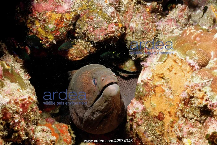 : Giant moray eel looking out from its sheltering crevice : Giant moray eel looking out from its sheltering crevice