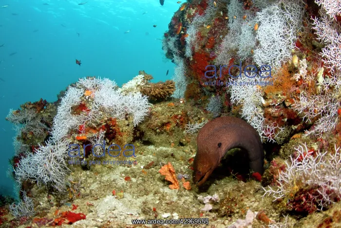 : Giant Moray Eel - surrounded by White Tangled Bryozoan : Giant Moray Eel - surrounded by White Tangled Bryozoan