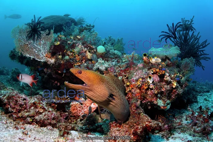 : Giant Moray (Gymnothorax javanicus), looking out : Giant Moray (Gymnothorax javanicus), looking out