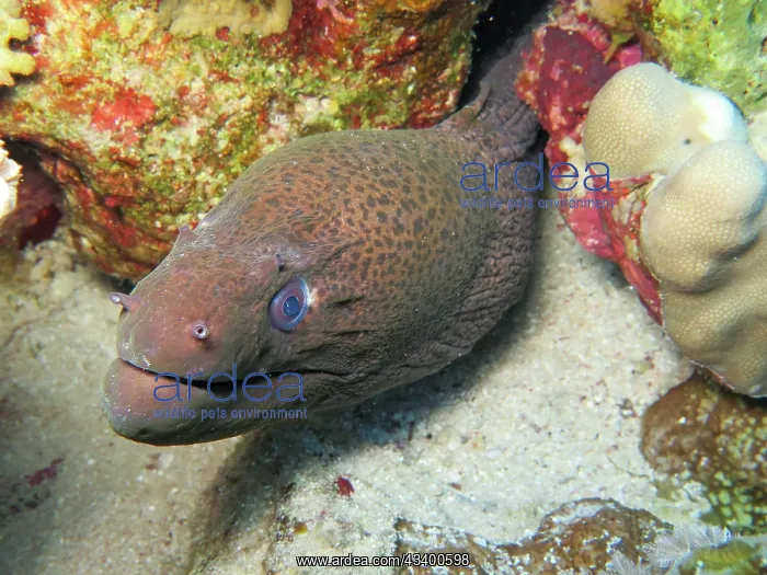: Giant Moray (Gymnothorax javanicus) moray, underwater : Giant Moray (Gymnothorax javanicus) moray, underwater