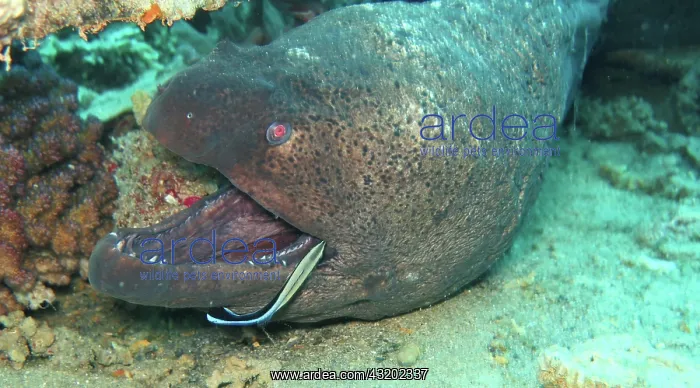 : Giant Moray (Gymnothorax javanicus) moray, Coral : Giant Moray (Gymnothorax javanicus) moray, Coral