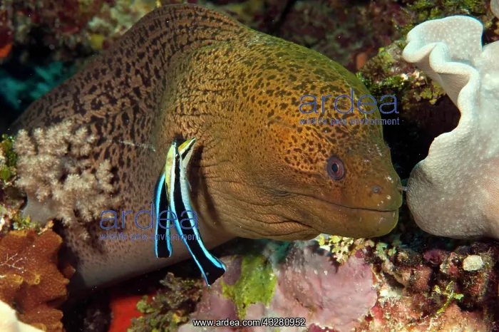 : Giant Moray moray (Gymnothorax javanicus) and cleaner : Giant Moray moray (Gymnothorax javanicus) and cleaner