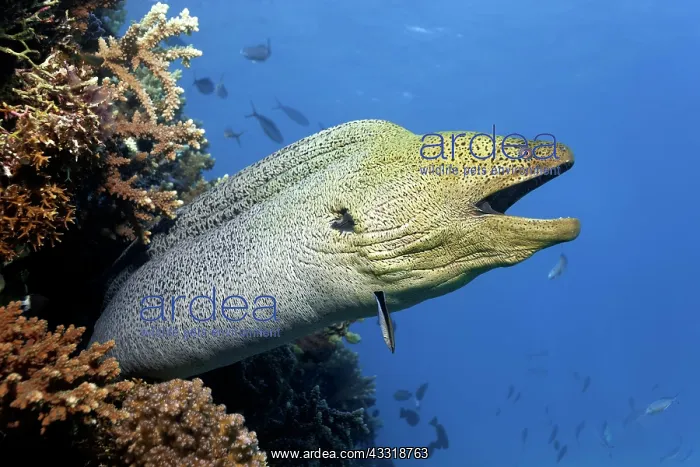 : Giant Moray moray (Gymnothorax javanicus) with open : Giant Moray moray (Gymnothorax javanicus) with open